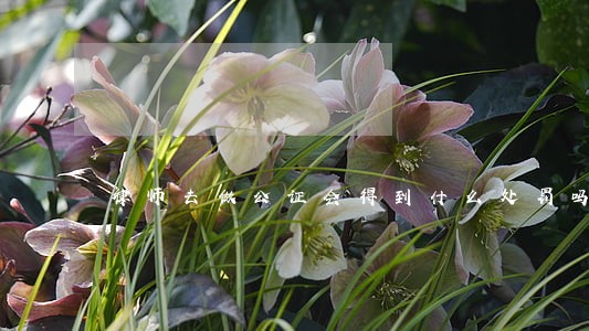 律师去做公证会得到什么处罚吗 律师去做公证会得到什么处罚吗