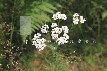 律师去哪里找法律顾问 律师去哪里找法律顾问