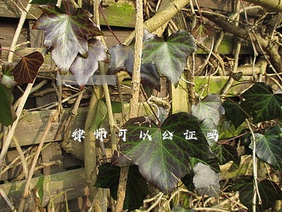 律师可以公证吗 律师可以公证吗