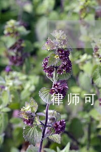 律师可以去法院要判决书吗 律师可以去法院要判决书吗