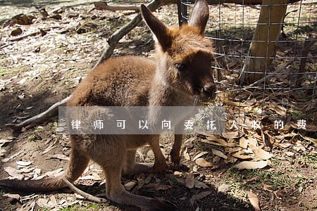 律师可以向委托人收的费用 律师可以向委托人收的费用