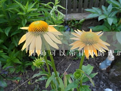律师可以带律师助理吗 律师可以带律师助理吗