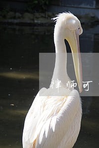 律师可以摆石狮子摆件吗 律师可以摆石狮子摆件吗