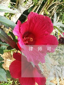 律师可以查到个人信息吗