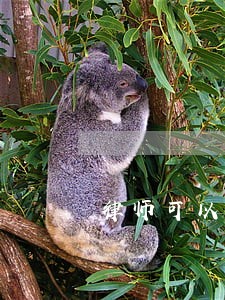 律师可以约见检察官吗 律师可以约见检察官吗