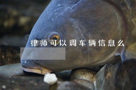 律师可以调车辆信息么 律师可以调车辆信息么