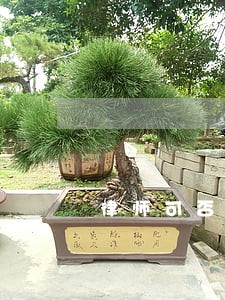 律师可否拒绝出庭