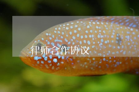 律师合作协议 律师合作协议