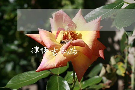 律师吉泓潞 律师吉泓潞