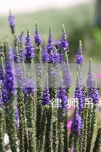 律师吊销律师职业资格证 律师吊销律师职业资格证