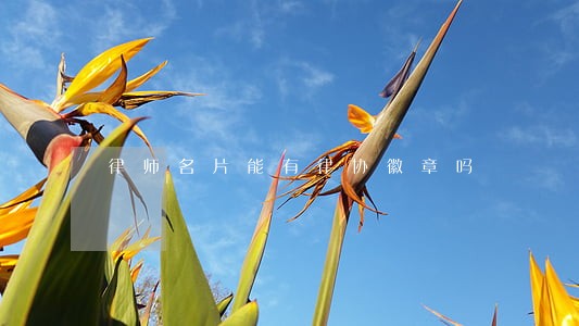律师名片能有律协徽章吗 律师名片能有律协徽章吗