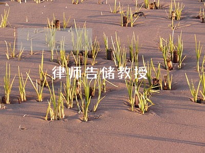 律师告储教授