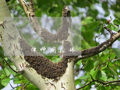 律师周松伟 律师周松伟
