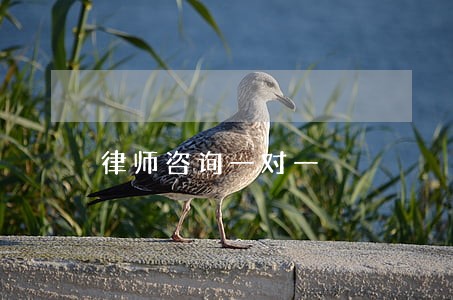 律师咨询一对一
