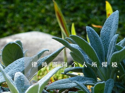 律师咨询个人所得税 律师咨询个人所得税