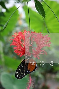 律师咨询债务延期
