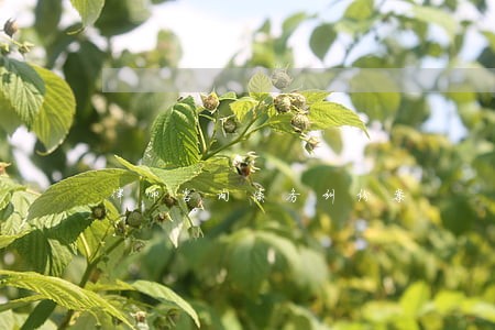 律师咨询债务纠纷案 律师咨询债务纠纷案