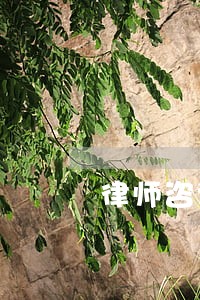律师咨询哪个网站 律师咨询哪个网站