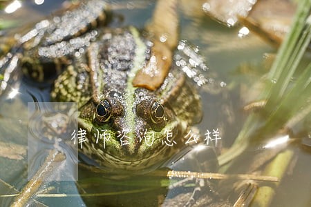 律师咨询怎么样