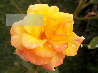 律师咨询欠信用卡逾期 律师咨询欠信用卡逾期