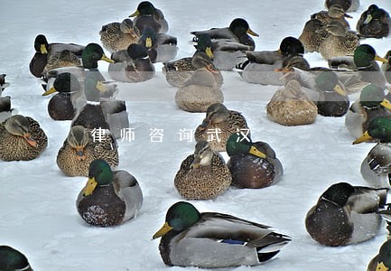 律师咨询武汉 律师咨询武汉
