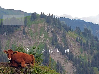 律师咨询沈阳 律师咨询沈阳