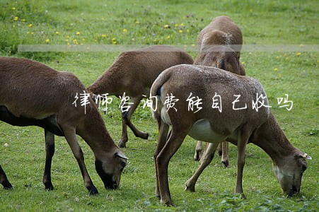 律师咨询费能自己收吗 律师咨询费能自己收吗