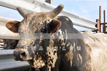 律师品牌怎么升级 律师品牌怎么升级