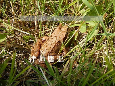 律师唐亚 律师唐亚