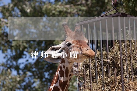 律师喵小喵 律师喵小喵