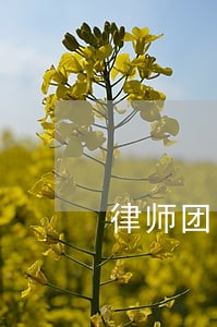 律师团队哪家信誉好