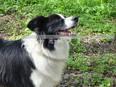 律师团队成员构成 律师团队成员构成