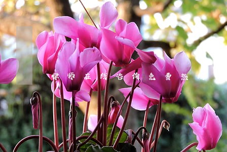 律师在线咨询免费热线 律师在线咨询免费热线