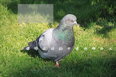 律师在诉讼中要做哪些工作 律师在诉讼中要做哪些工作
