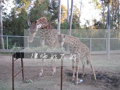 律师好不好 律师好不好