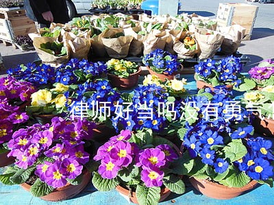律师好当吗没有勇气怎么办