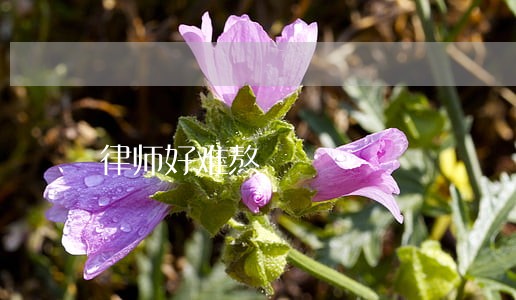 律师好难熬 律师好难熬