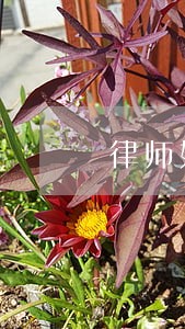 律师如何协商借呗 律师如何协商借呗