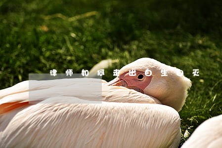 律师如何走出自生自灭 律师如何走出自生自灭