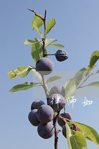 律师如医者 律师如医者