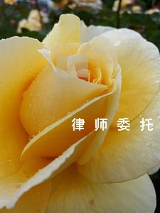律师委托代理合同新 律师委托代理合同新