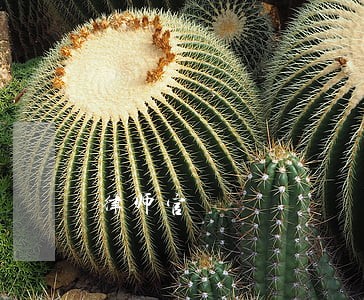 律师官 律师官