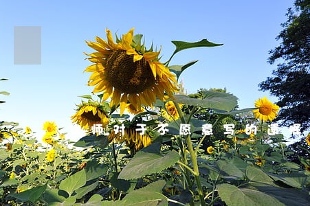 律师对于不愿意写的遗嘱怎么办