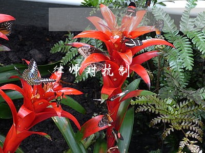 律师对抗制 律师对抗制