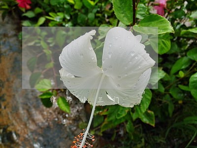律师小三门 律师小三门