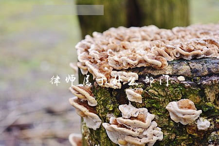 律师属于什么部门