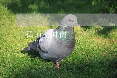 律师工时费 律师工时费