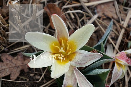 律师师伟 律师师伟