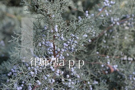 律师帮app 律师帮app