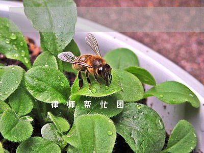律师帮忙团 律师帮忙团